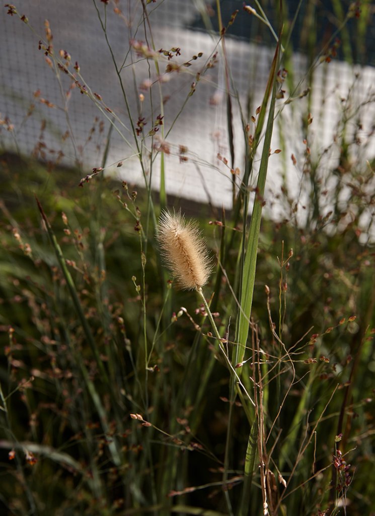 Grass at Newtown house.